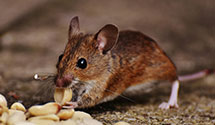 24 Hour & Emergency Exterminators in Oceola, OH